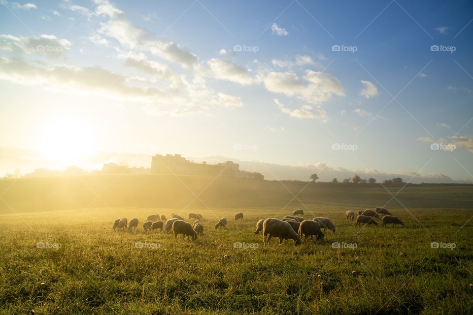 sheep during sunrise on meadow with city in the background