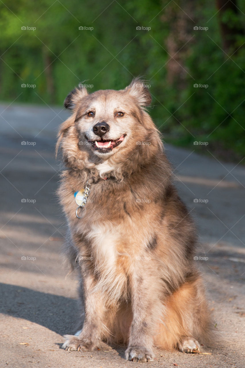 Happy dog on the path