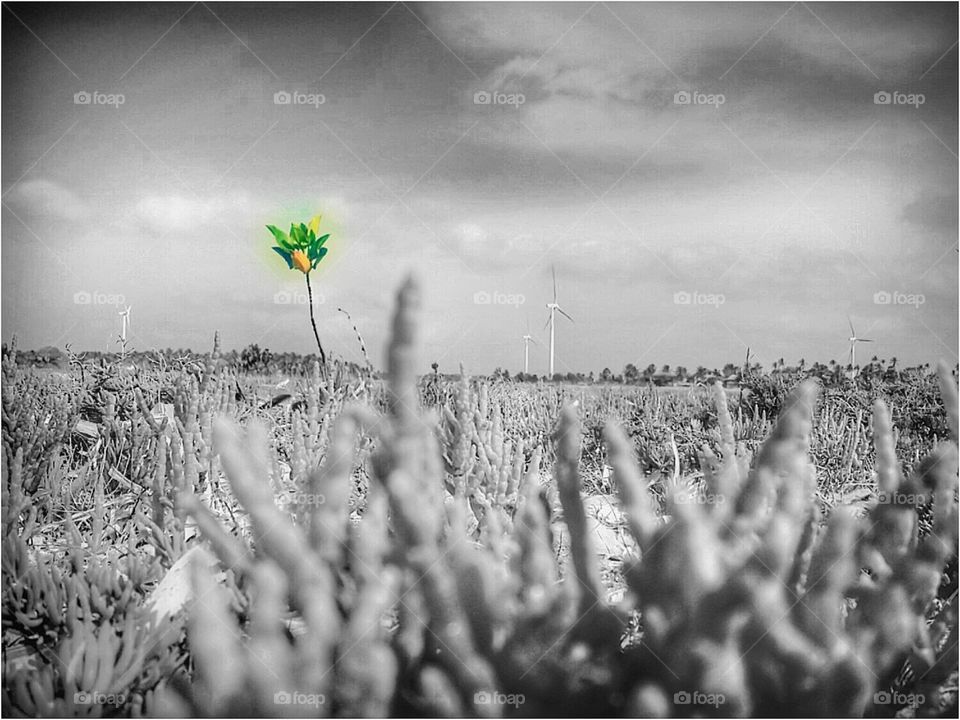 Colour vs Black and white