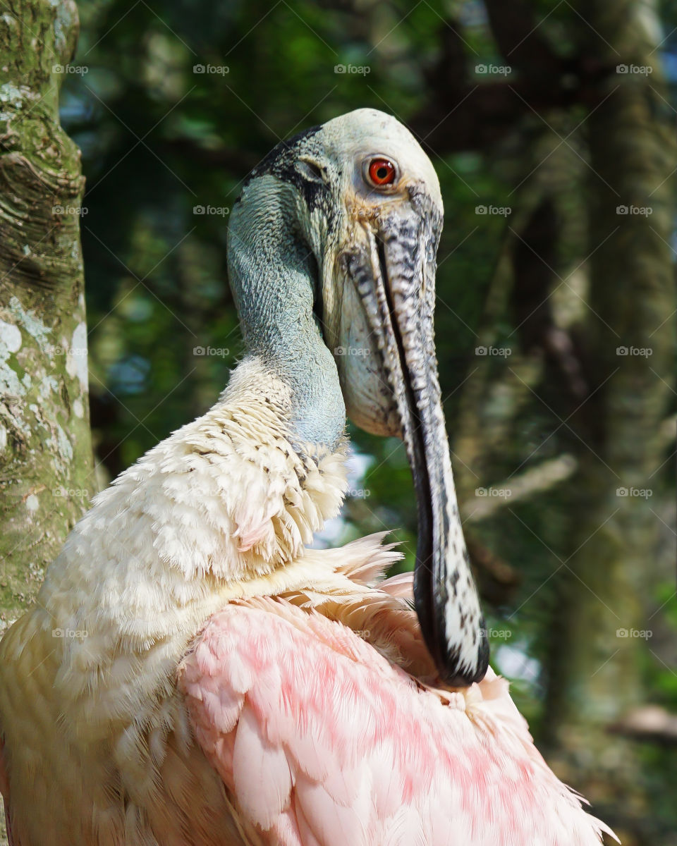 Roseate Spoonbill closeup with beautiful eyes