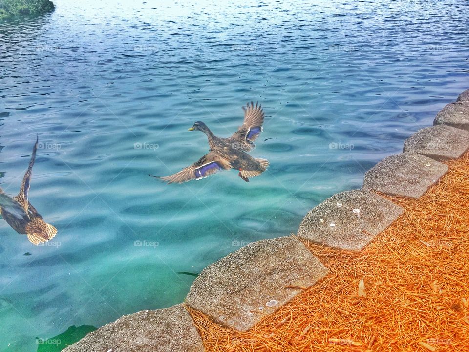 A duck swimming over a lake