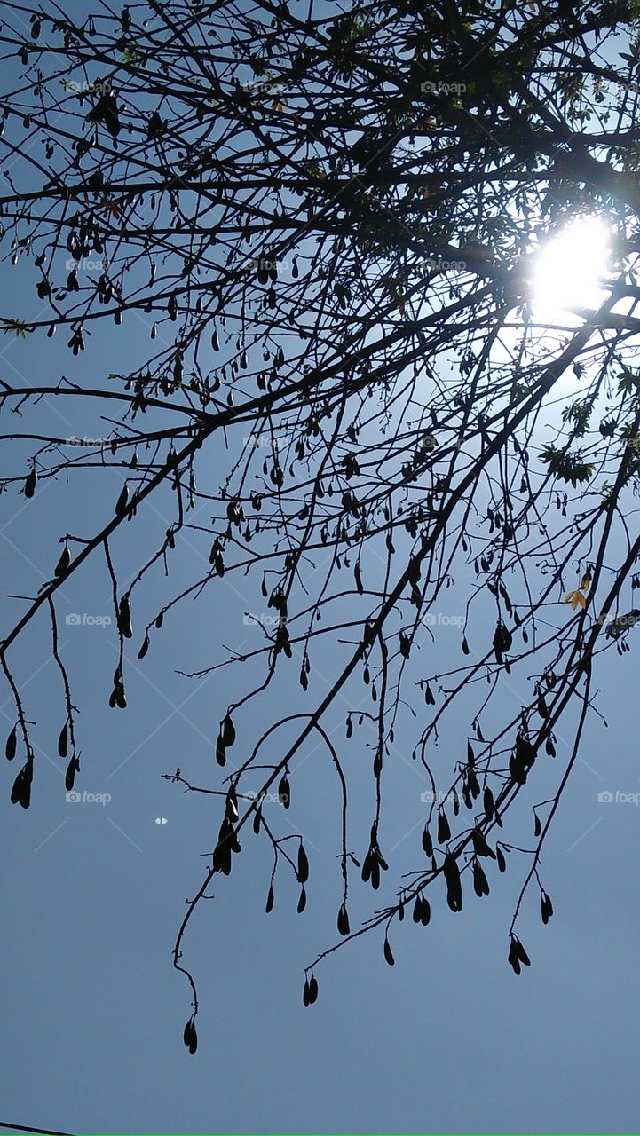 Tree, Branch, Nature, Winter, Sky