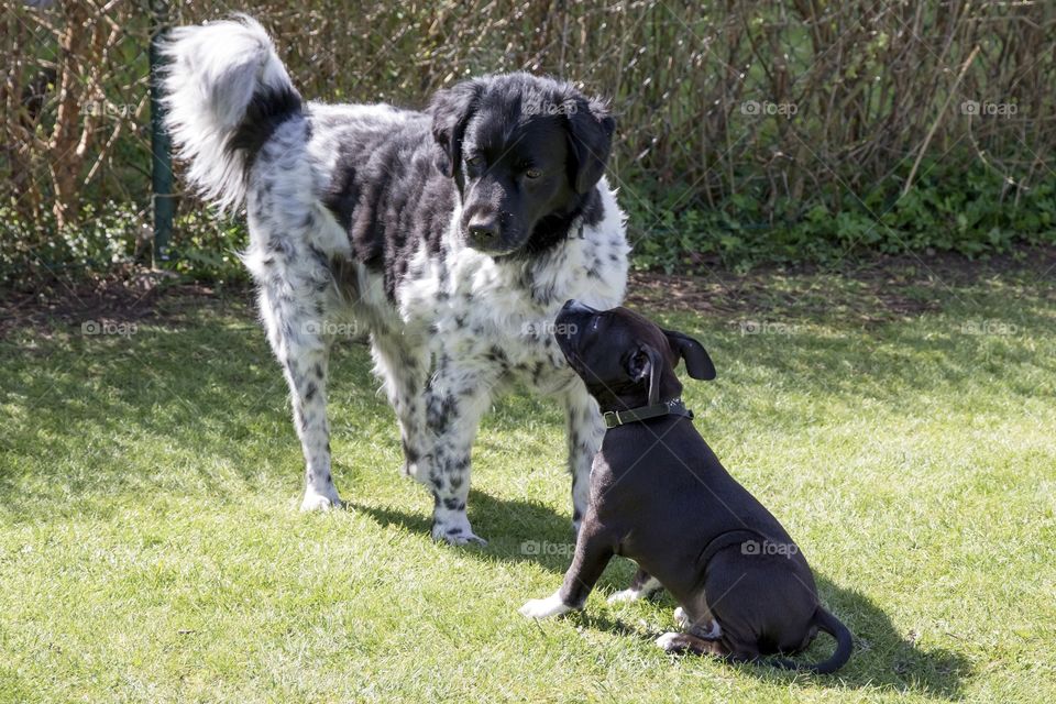 Communication between puppy and older dog - kommunikation mellan valp och äldre hund  