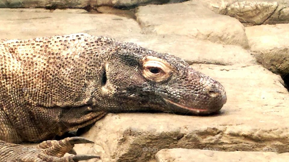 Komodo dragon