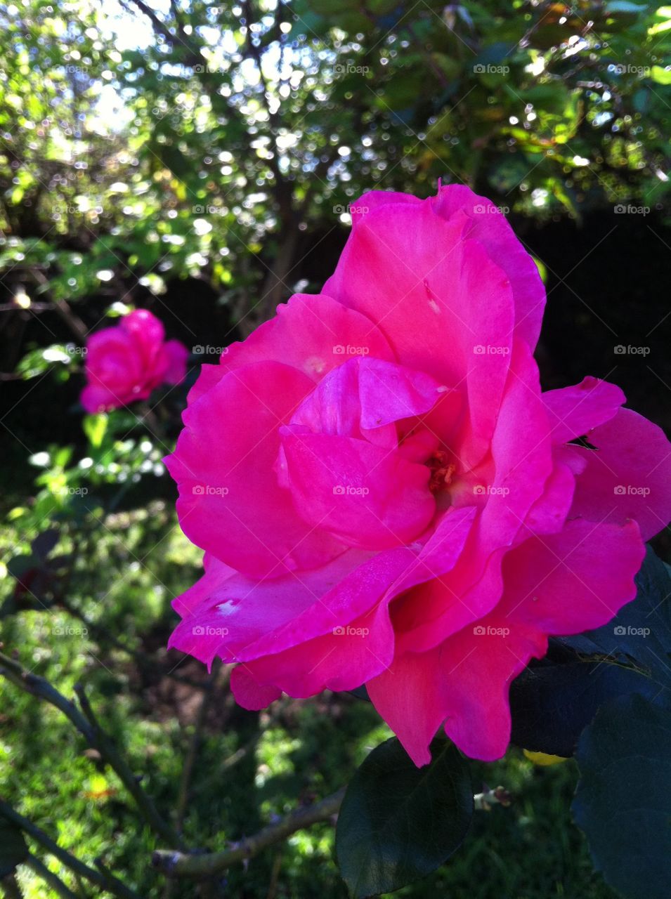 🇺🇸 Very beautiful flowers to brighten our day.  Live nature and its beauty. Did you like the delicate petals? / 🇧🇷 Flores muito bonitas para alegrar nosso dia. Viva a natureza e sua beleza. Gostaram das pétalas delicadas?