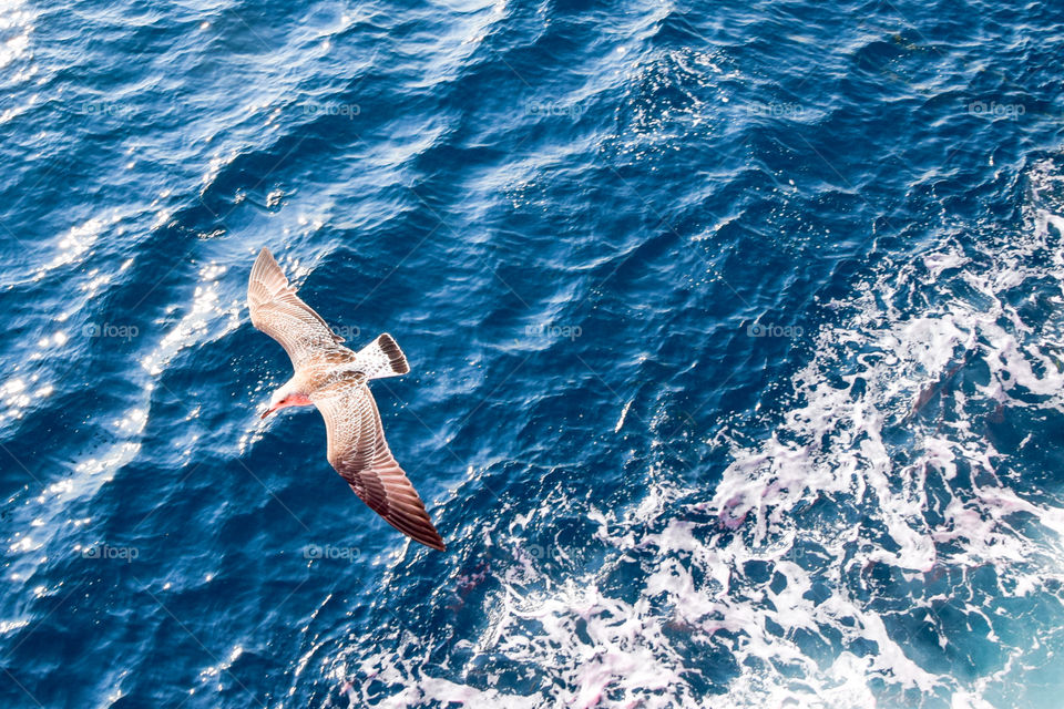 Seabird Flying Over The Sea
