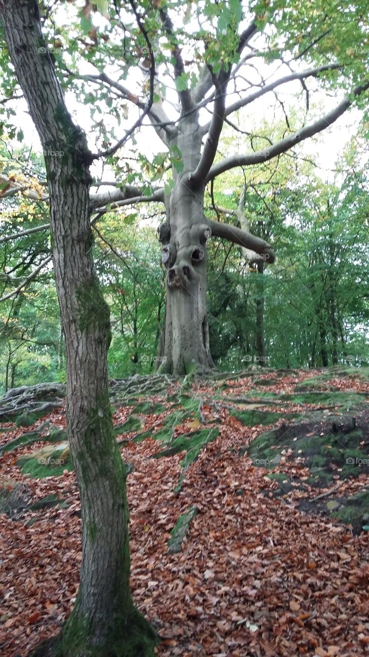 trees with faces