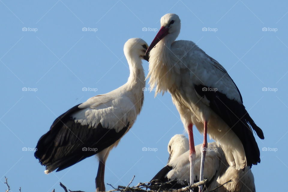 Stork nest with two young stork and one parent