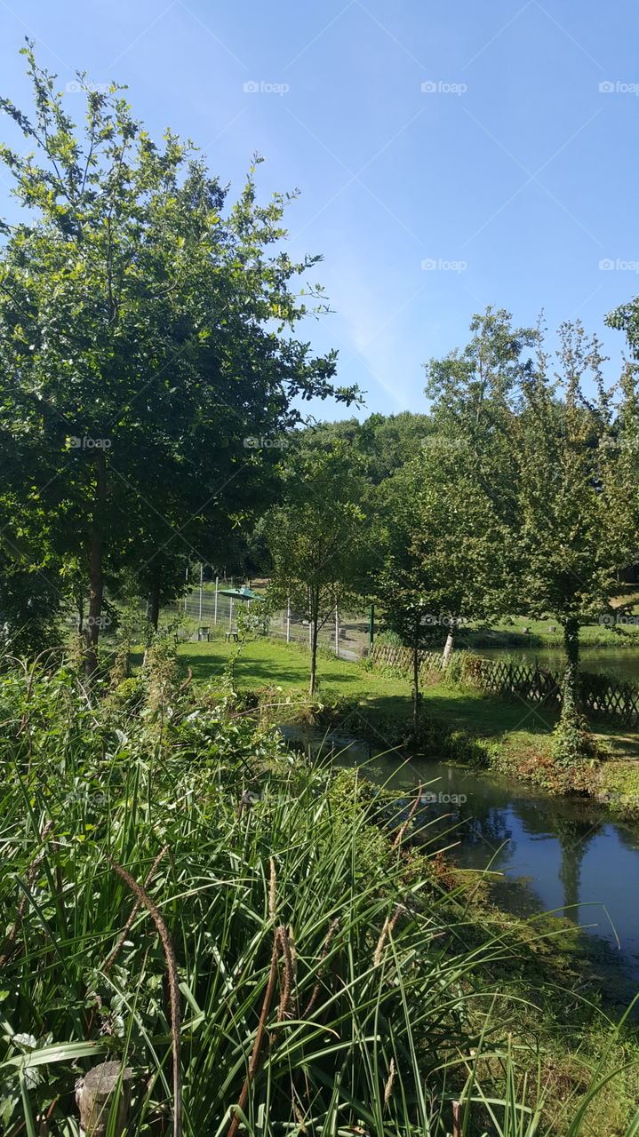 Landscape, Nature, Tree, No Person, Grass