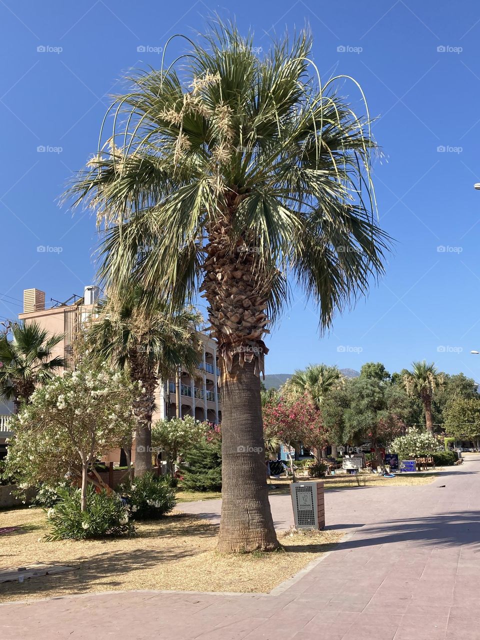 Sunny holidays I’m Turkey. Walk in the cute city and charming streets by the beach in Kusadasi. perfect blue sky and ocean view. Beach and the shore. To travel is to live. Gorgeous tall palm trees.