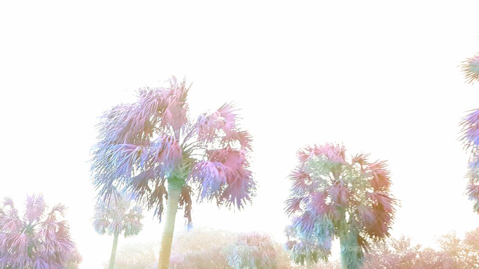 pink palm trees