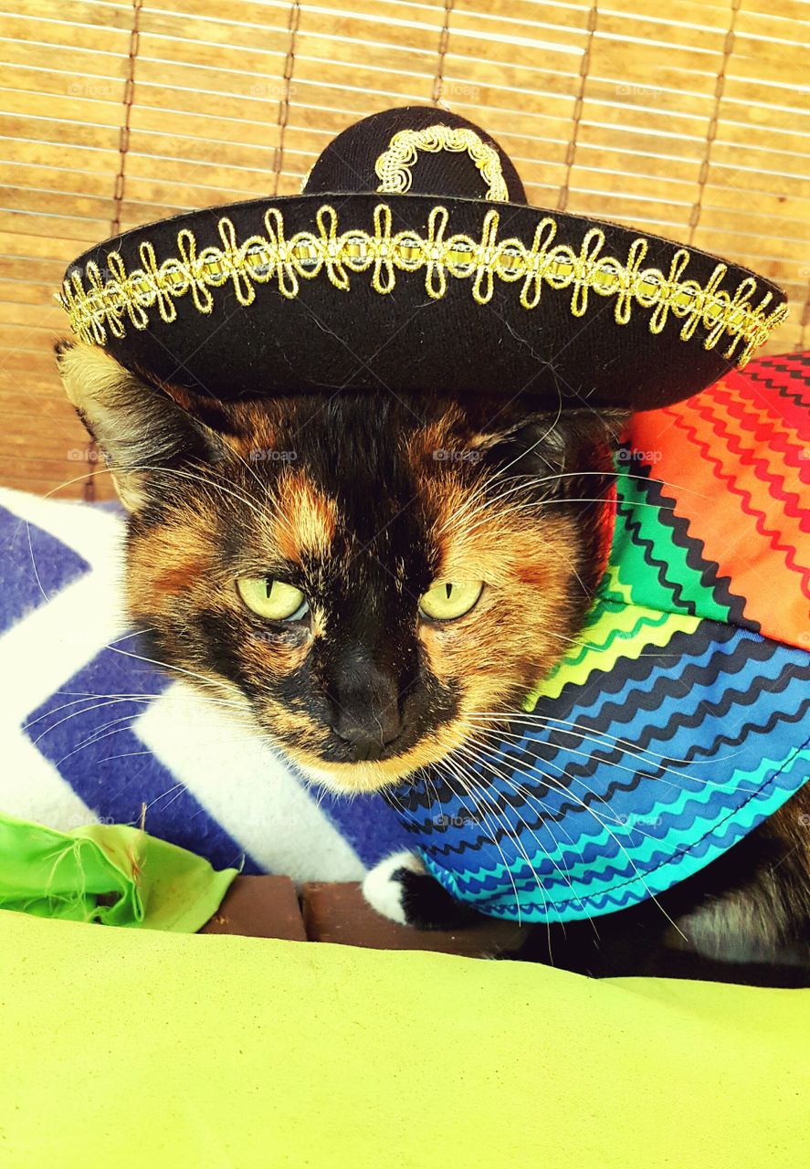 cinco the cat