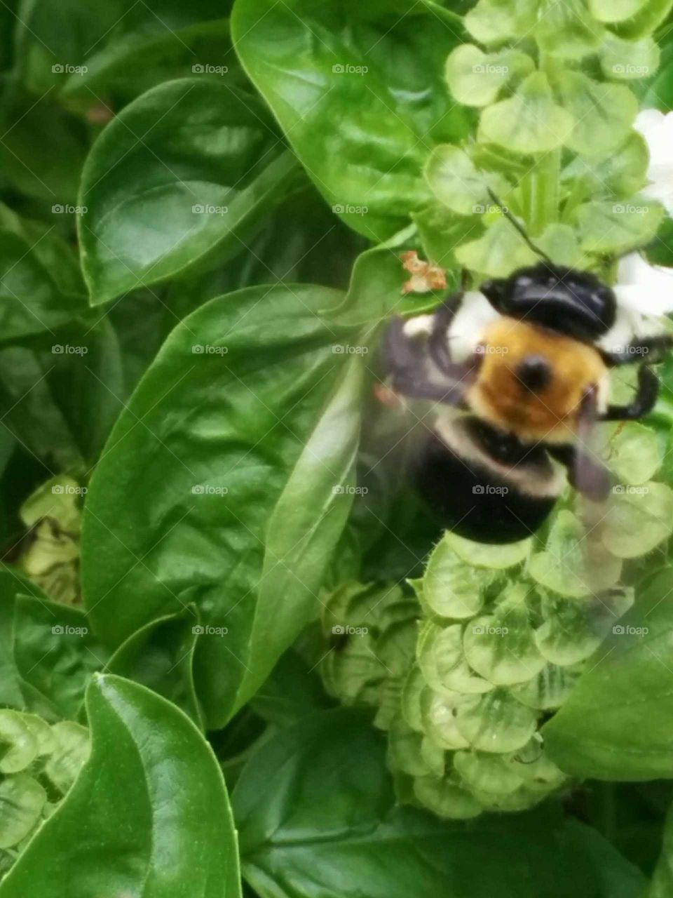 bumble and basil