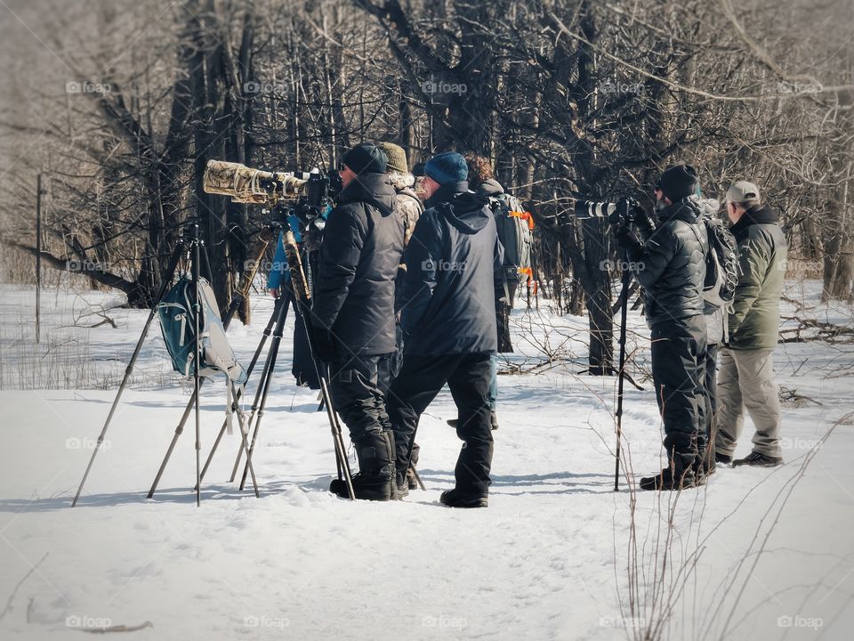 Hunting the hunters îles de Boucherville birdwatching 