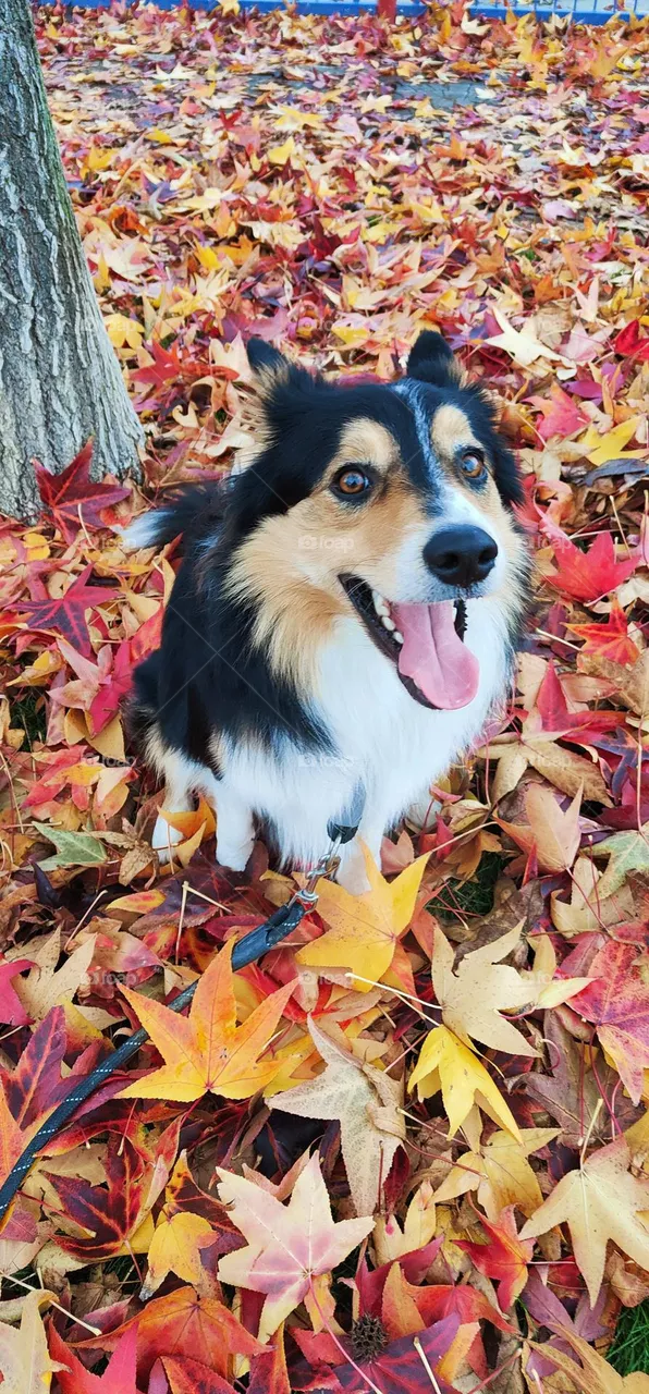 otoño perruno