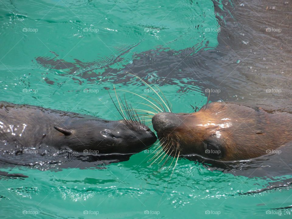 Seals kissing in water