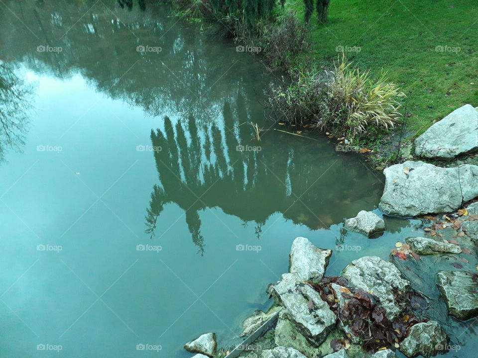 reflet d' un arbres dans l'eau ressemblant à un animal