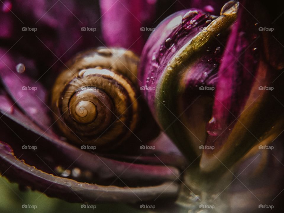 snail with flower