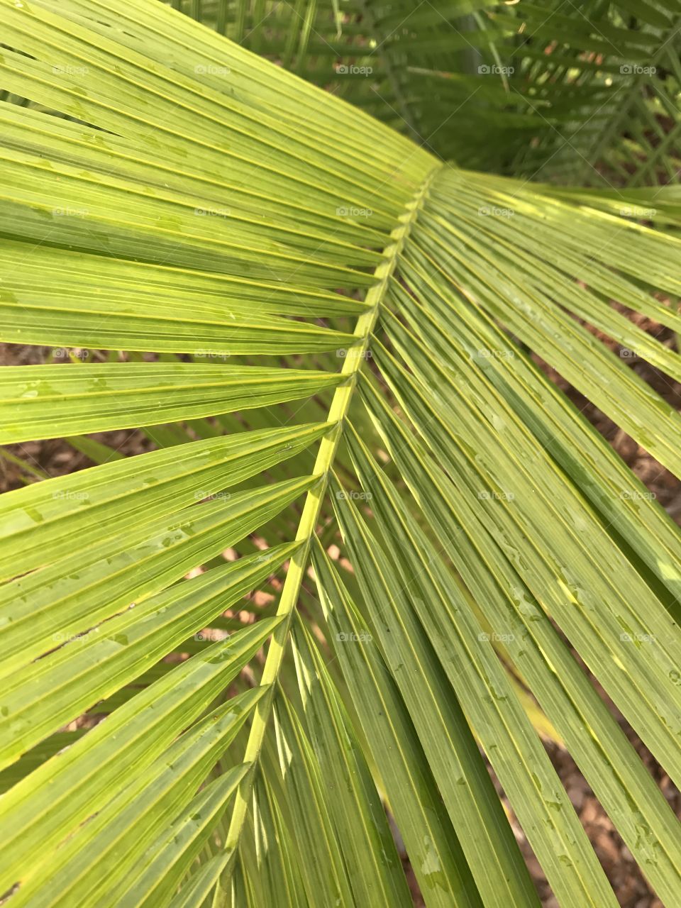 Foliage