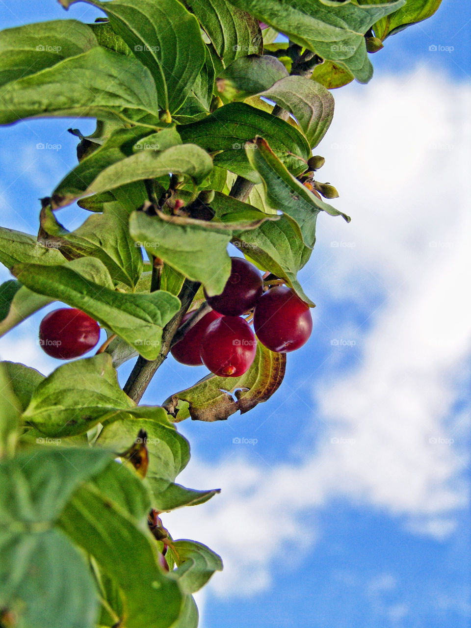 red berries