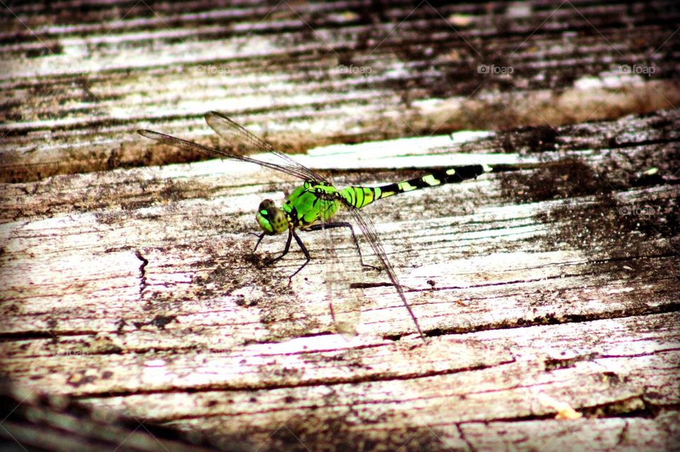 Green dragonfly