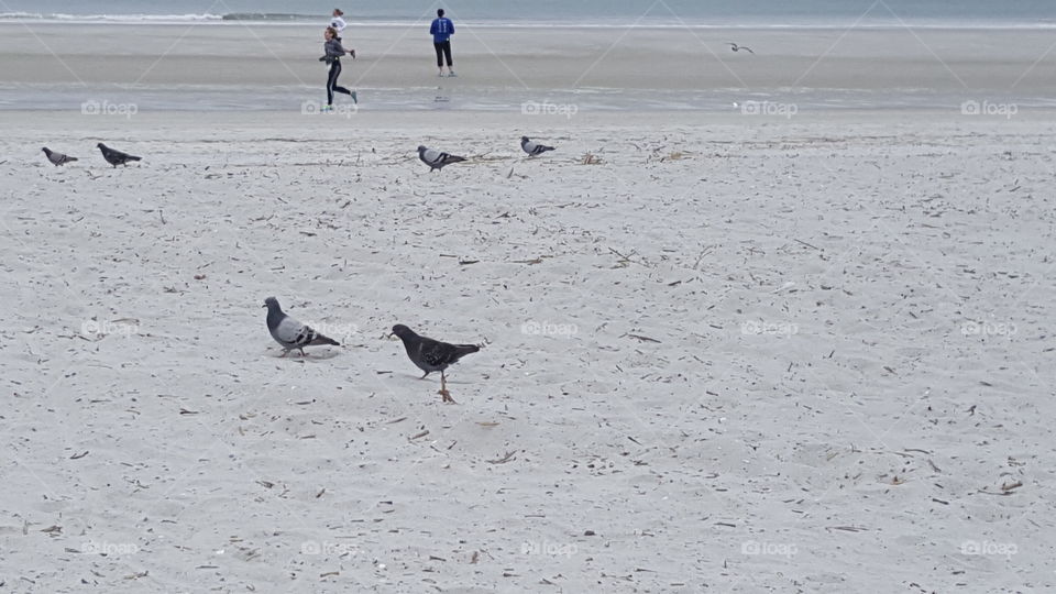 birds on Sandy Jacksonville Beach Florida