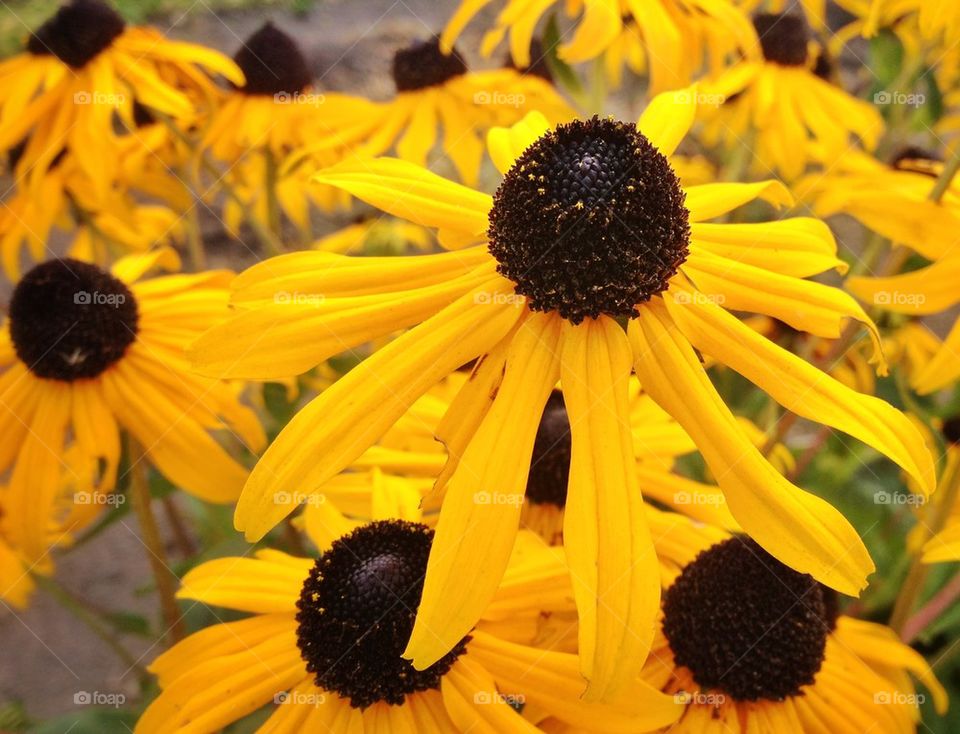 Black and yellow flower