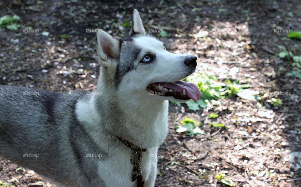 Husky in the forest