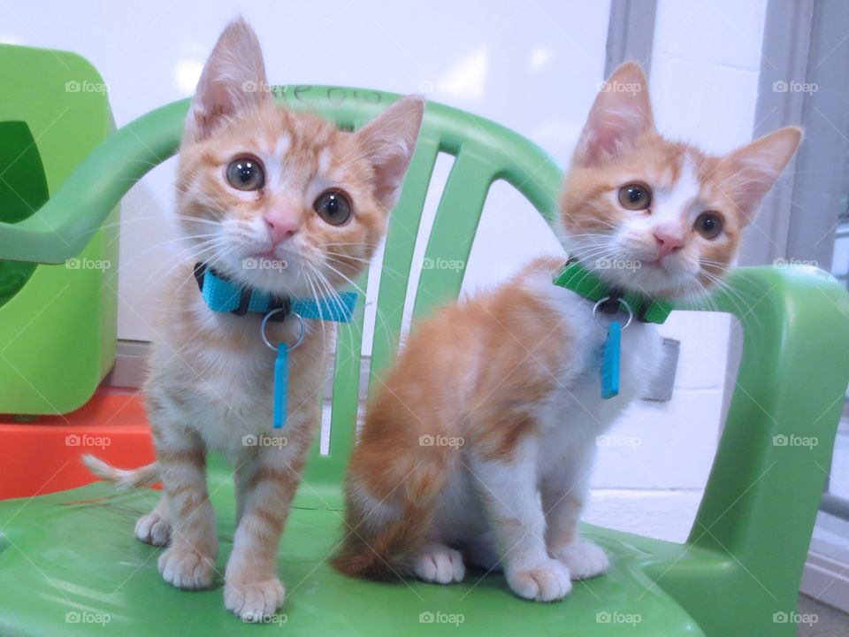 Two orange and white kittens 