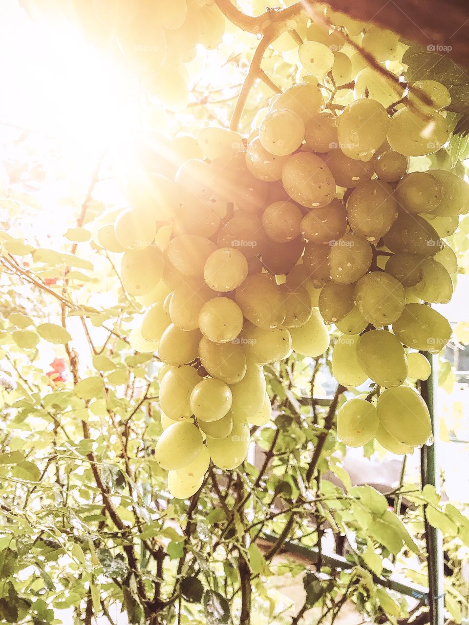 grapes in the sunlight