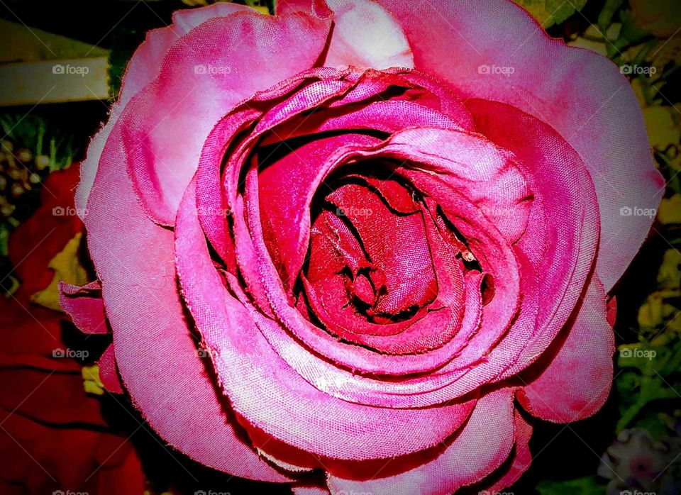 Pink Rose Macro.
