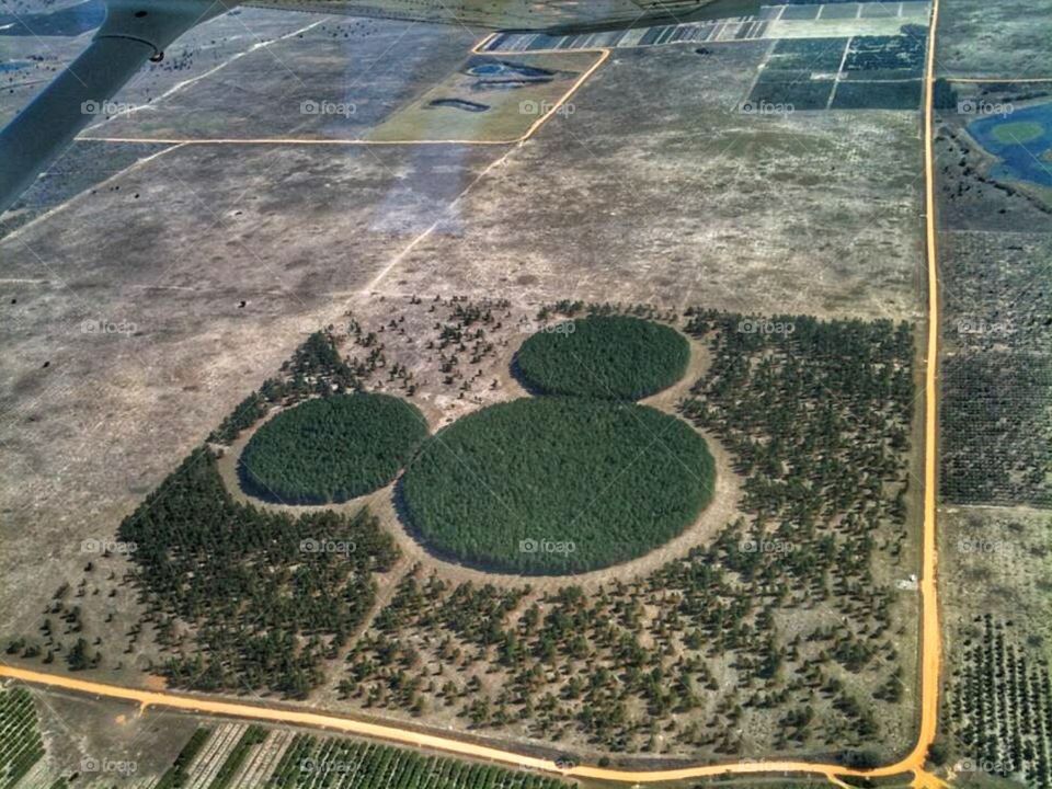 Mickey's Forest planted in 1992.