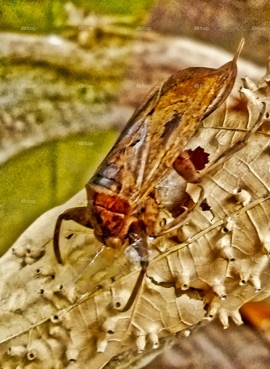 Cicada 