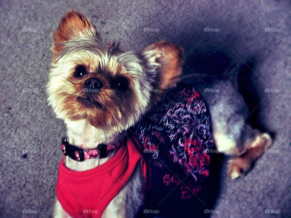 Yorkie purebred ready to go on a date.