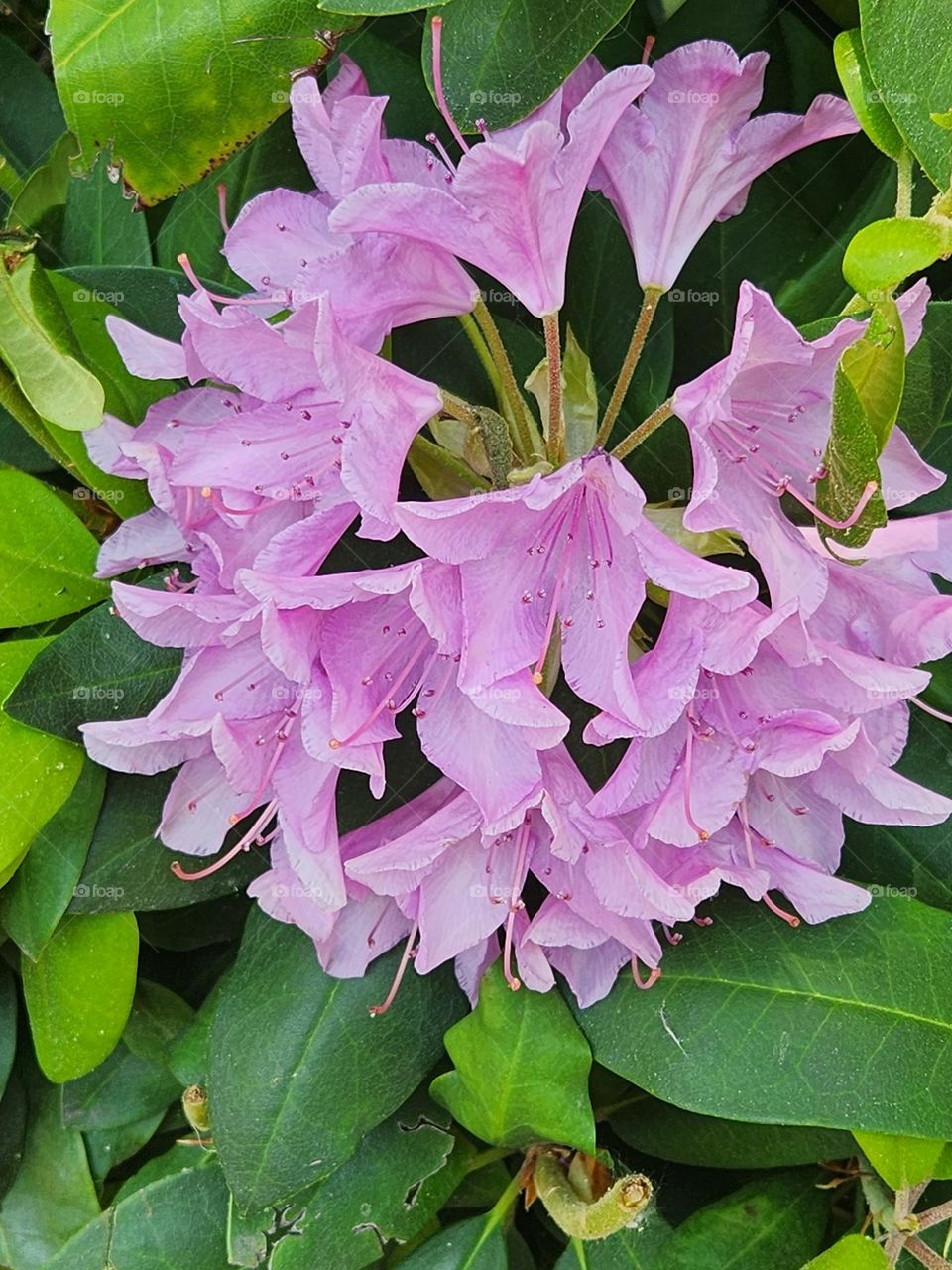 Pink rhododendron flower blossom close up with leaves on a warm Spring day in Oregon