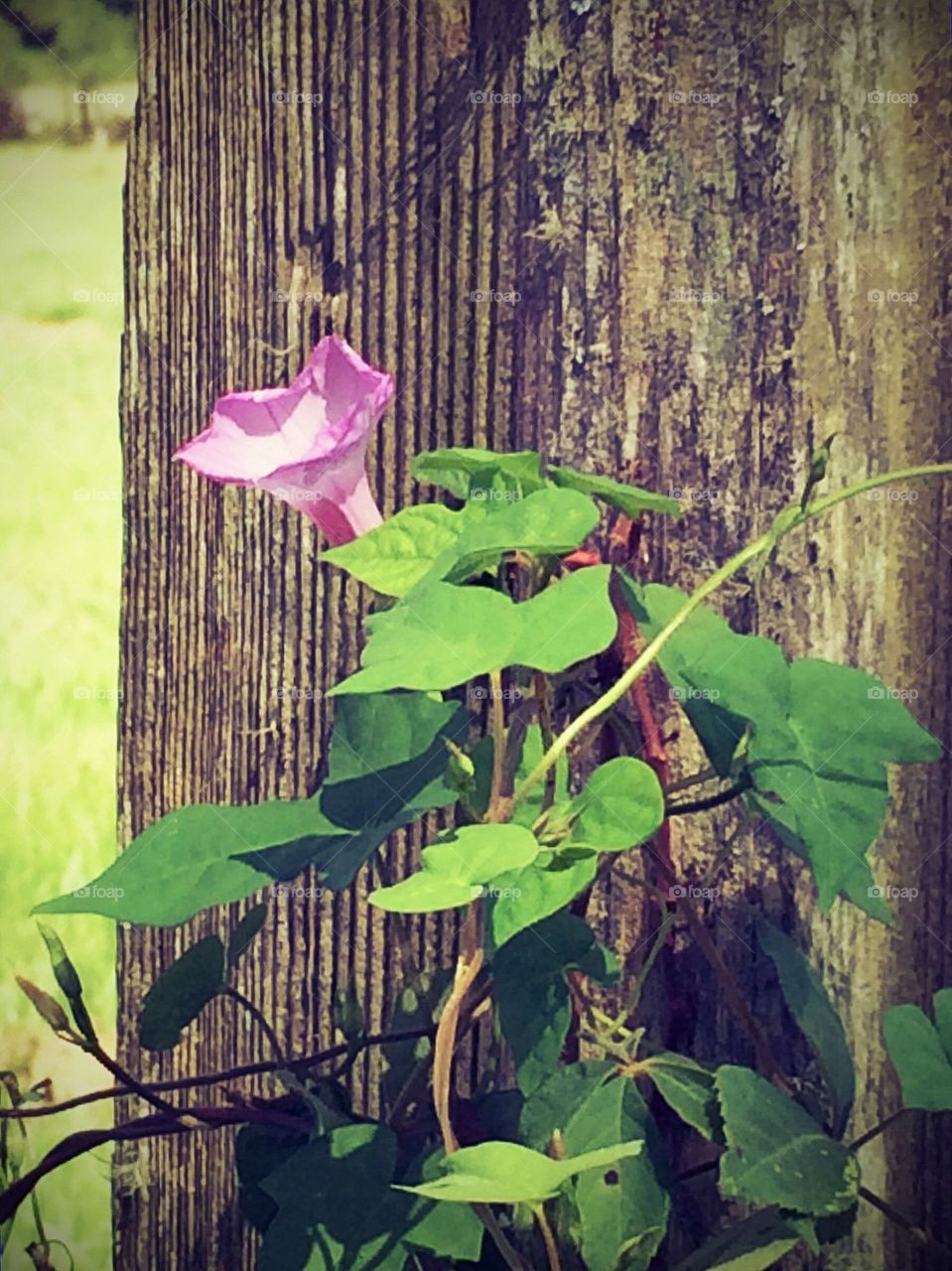 Fence post flower