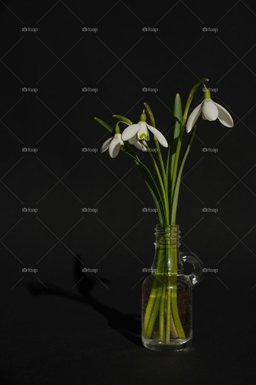 Snowdrops in a vase on a black background