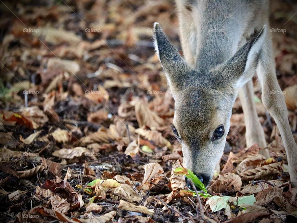 A gentle young deer forages for food in a field of fallen leaves near Point Defiance Park in Tacoma, Washington 