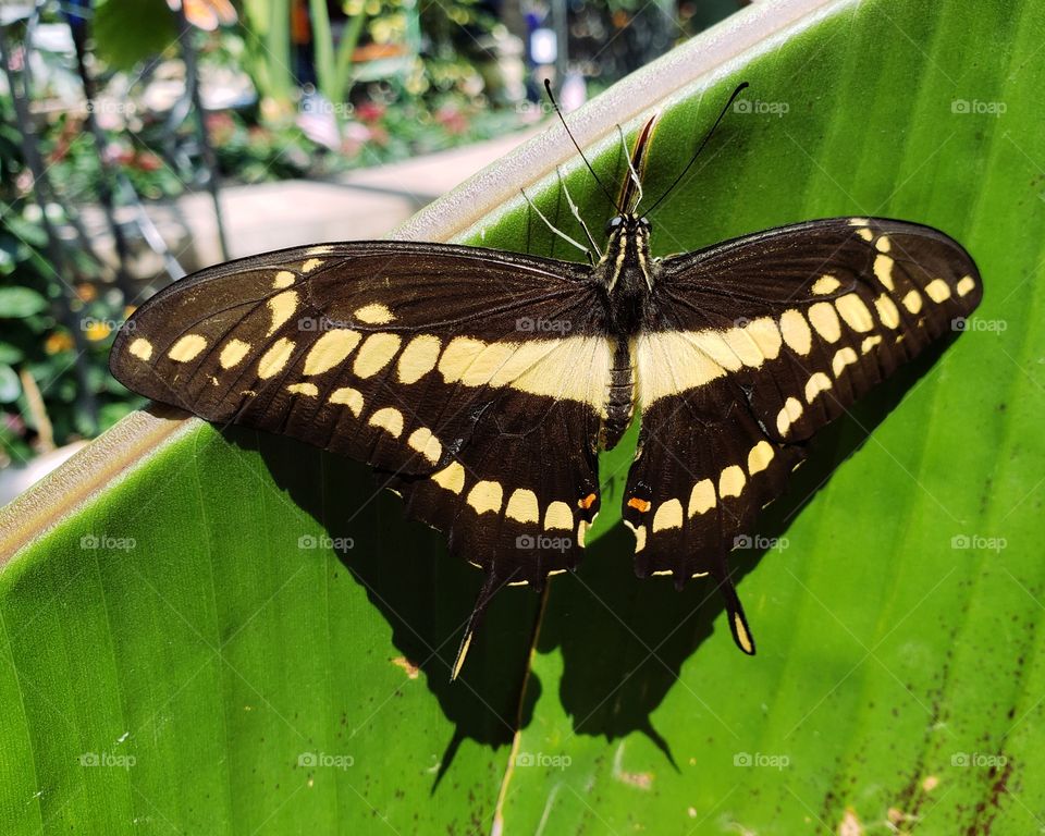 Beautiful butterfly, wings spread on a leaf. Enjoying a beautiful summer's day.