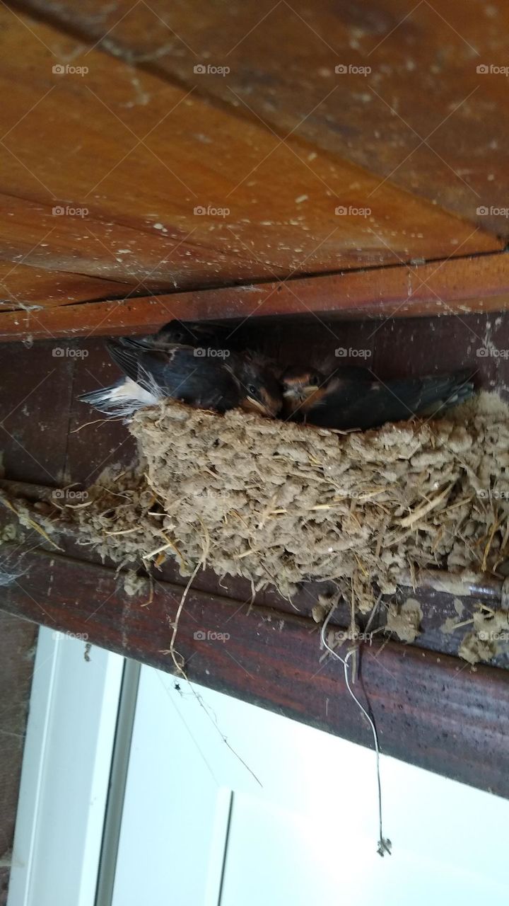 Schwalben im Nest