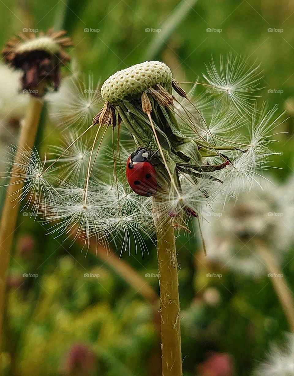 ladybug on dandailion