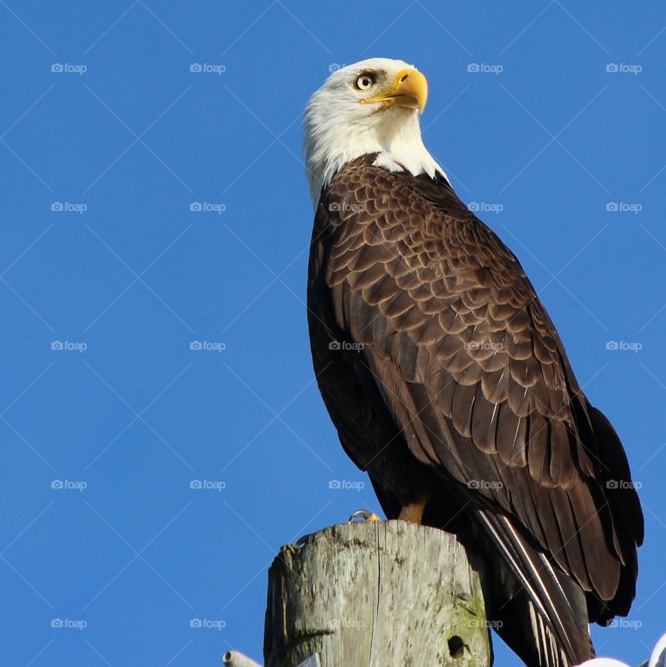 gorgeous Bald Eagle Posing on a Telephone Pole
