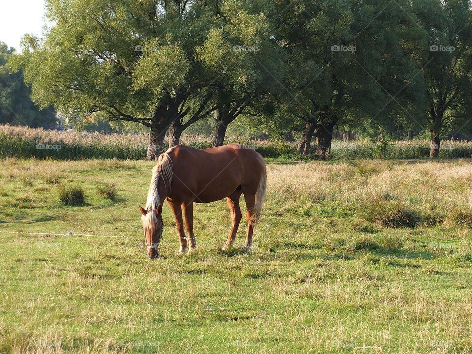 Vacation series : countryside