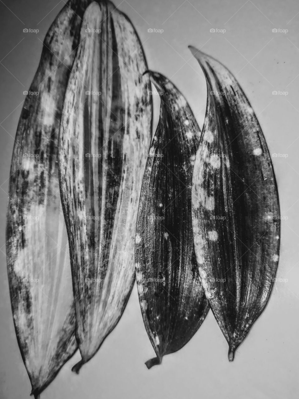 Plant and black & White