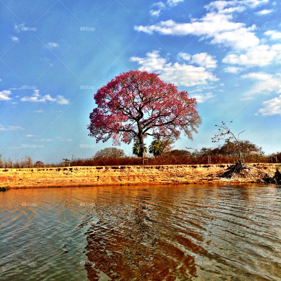 Ypê of Pantanal. This is a picture of a typical tree of Pantanal in Mato Grosso- Brazil. The name of this tree is "Ypê".