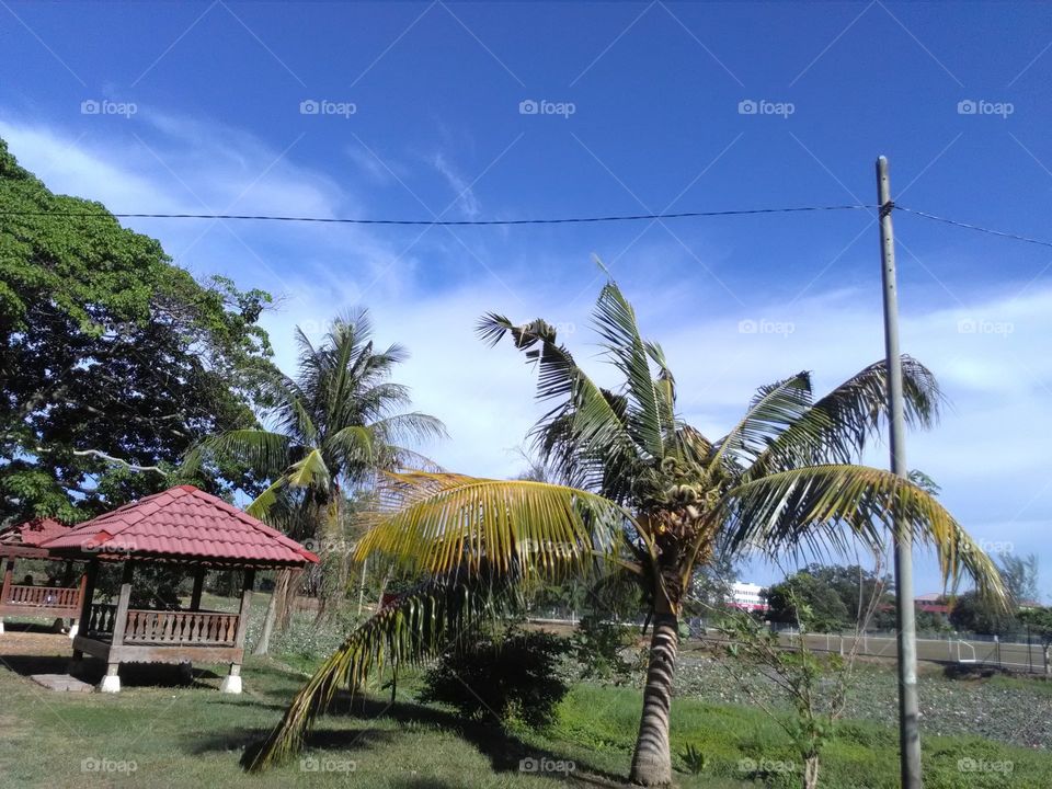 Crazy coconut tree