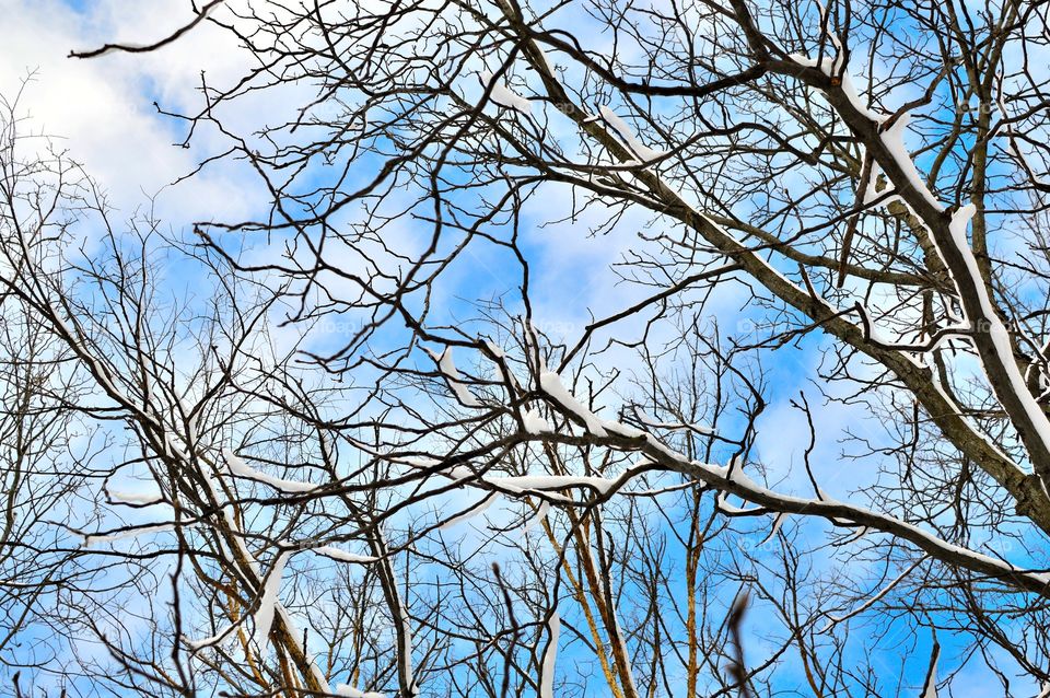 Snow covered branches