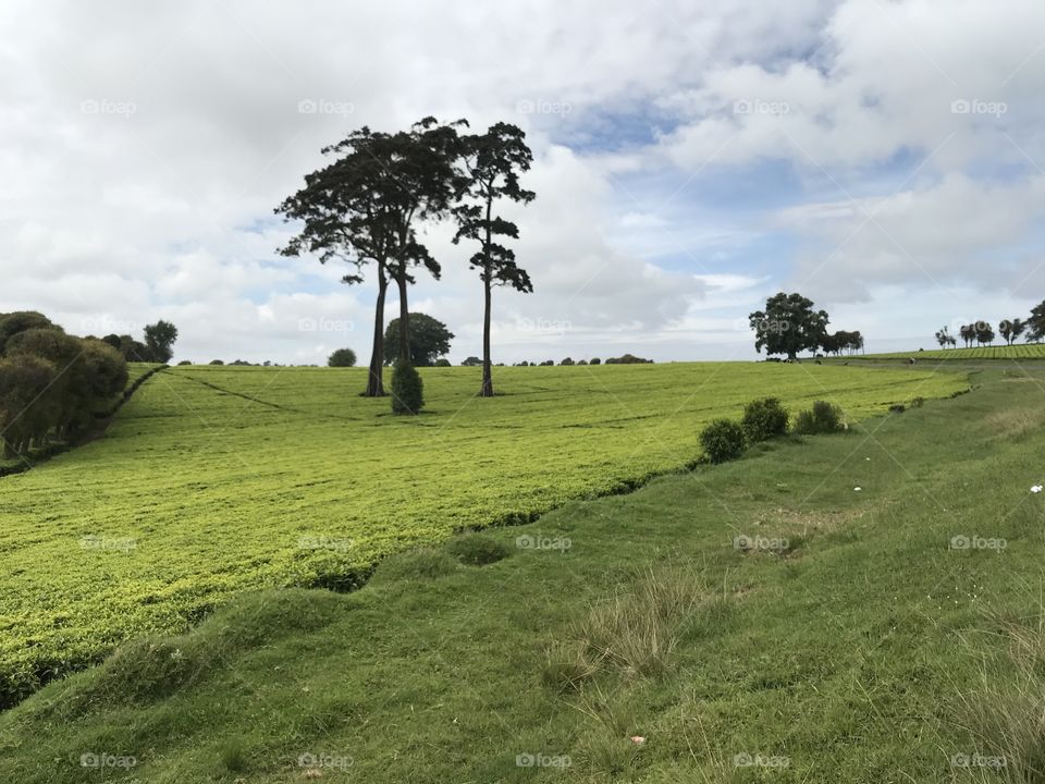 Beautiful roadside view of tea farm in Limuru Kenya.