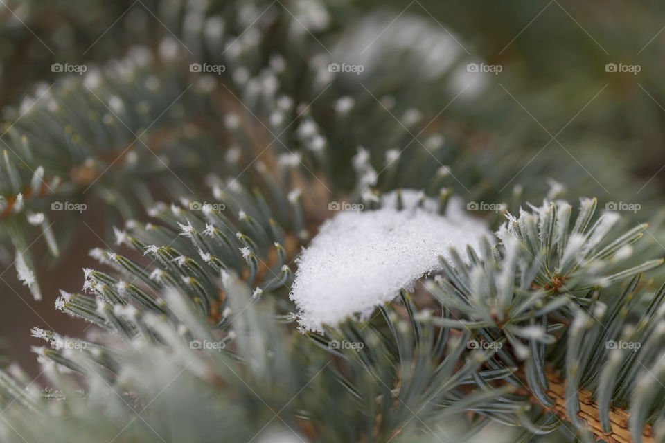 Pile of fresh white snow on a pine cone tree branch