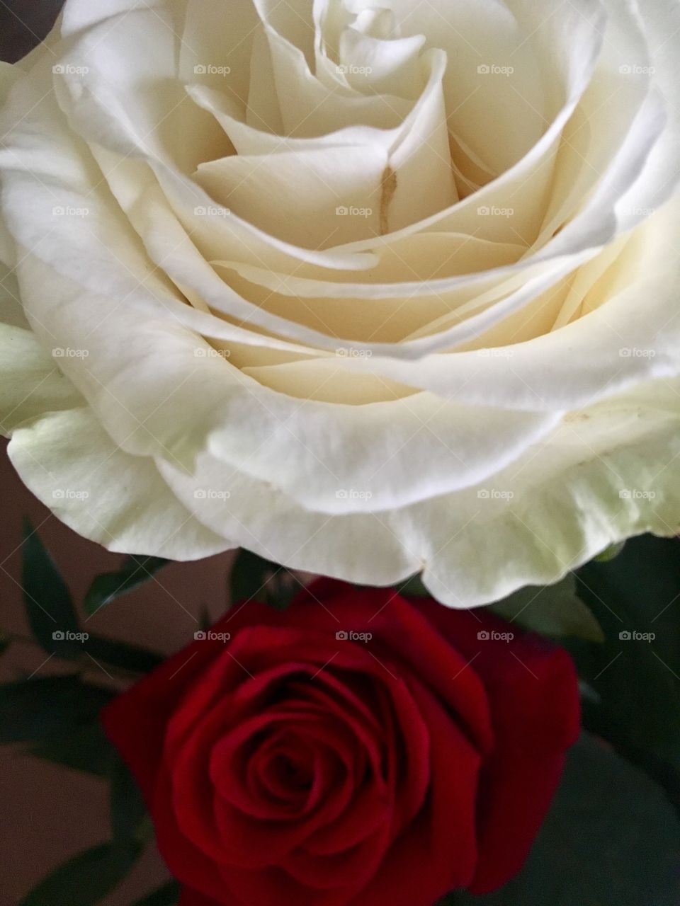 Roses from my boyfriend. 